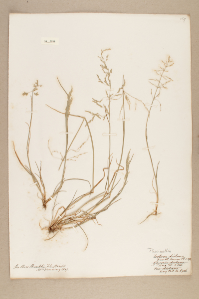 NHM_HH_34.34-2010 image NHM_HH_34.34-2010