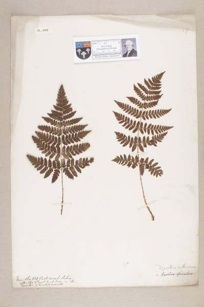 image NHM_HH_5.68-2010