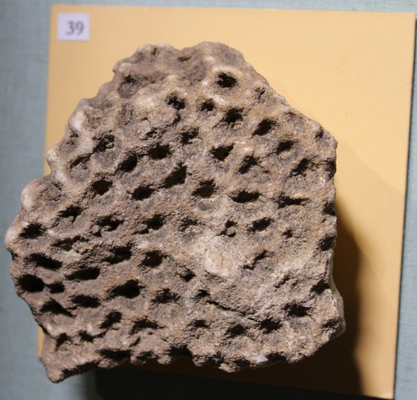 NHM.500-2017 image NHM.500-2017