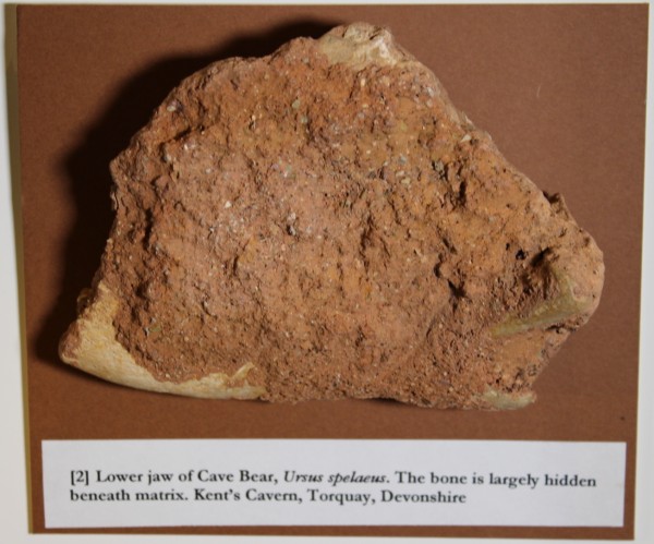 NHM.173-2016 image NHM.173-2016