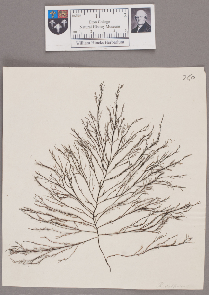 NHM_HH_1.250-2010 image NHM_HH_1.250-2010