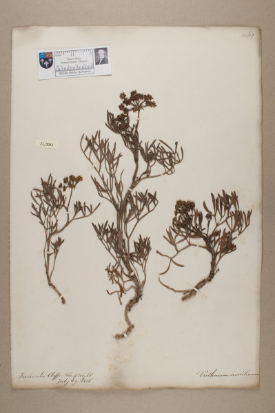 NHM_HH_21.43-2010 image NHM_HH_21.43-2010