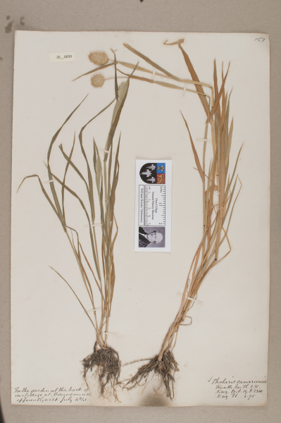 NHM_HH_35.39-2010 image NHM_HH_35.39-2010