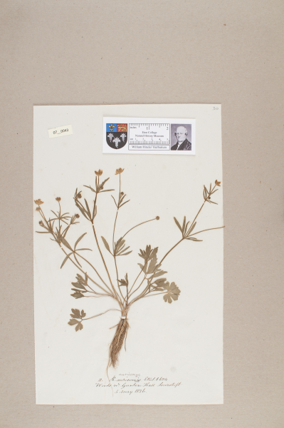 NHM_HH_7.43-2010 image NHM_HH_7.43-2010