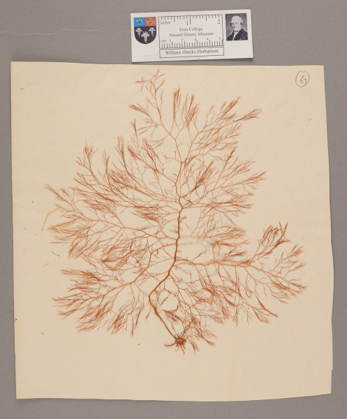 NHM_HH_1.67-2010 image NHM_HH_1.67-2010