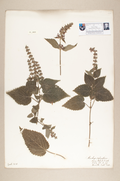 NHM_HH_23.29-2010 image NHM_HH_23.29-2010