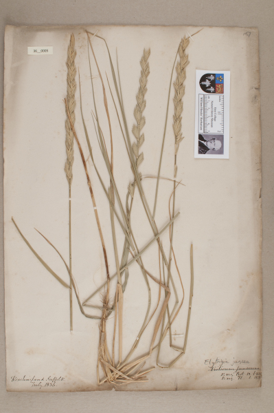 NHM_HH_36.5-2010 image NHM_HH_36.5-2010