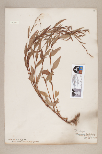 NHM_HH_8.52-2010 image NHM_HH_8.52-2010