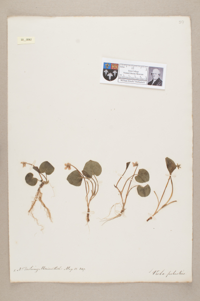 NHM_HH_10.62-2010 image NHM_HH_10.62-2010