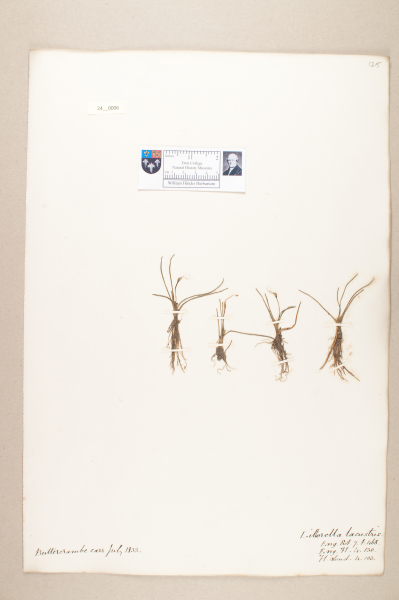 NHM_HH_24.6-2010 image NHM_HH_24.6-2010