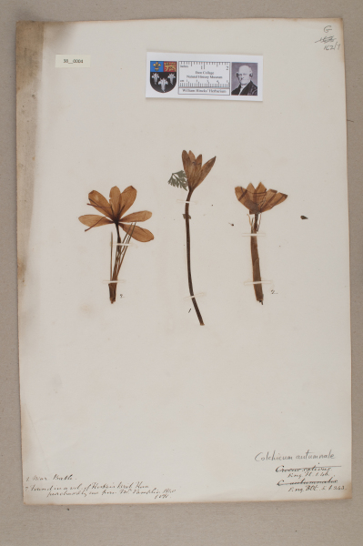 NHM_HH_38.4-2010 image NHM_HH_38.4-2010