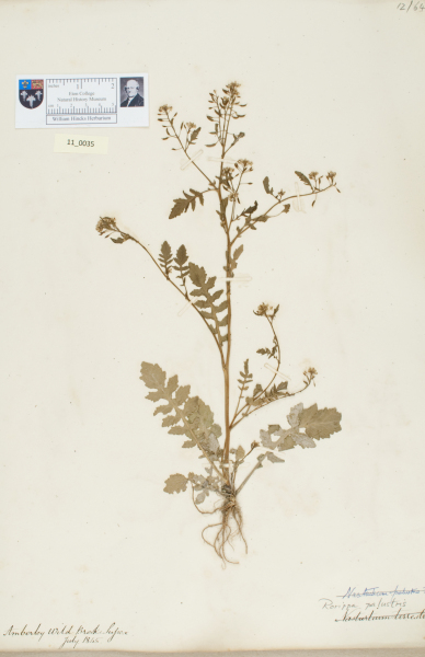 NHM_HH_11.35-2010 image NHM_HH_11.35-2010