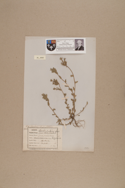 image NHM_HH_26.10-2010