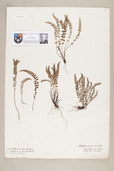 NHM_HH_4.74-2010 image NHM_HH_4.74-2010