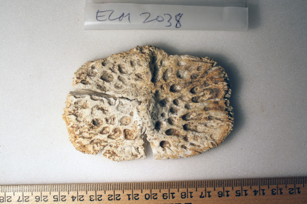 ECM.2038-2010-A image ECM.2038-2010-A