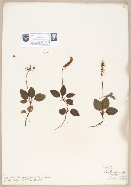 NHM_HH_12.36-2010 image NHM_HH_12.36-2010