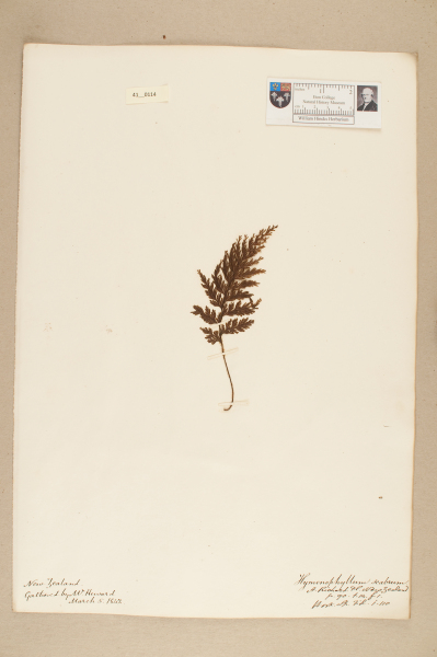 NHM_HH_41.114-2010 image NHM_HH_41.114-2010