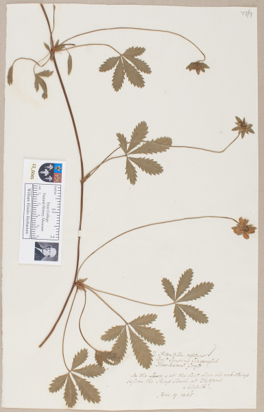 NHM_HH_13.45-2010 image NHM_HH_13.45-2010