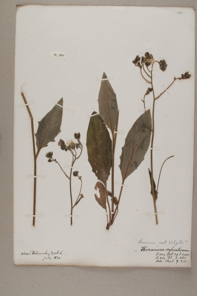 NHM_HH_28.62-2010 image NHM_HH_28.62-2010