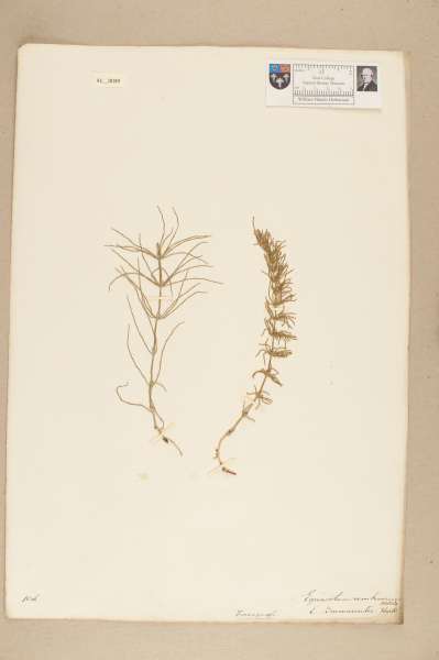 NHM_HH_41.49-2010 image NHM_HH_41.49-2010