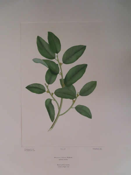 image FDA-E.2916_12_23-2016-A