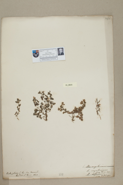 NHM_HH_15.23-2010 image NHM_HH_15.23-2010