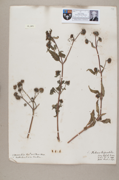 NHM_HH_29.71-2010 image NHM_HH_29.71-2010