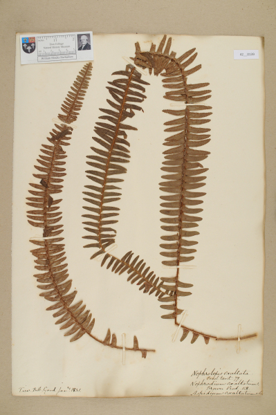 NHM_HH_42.139-2010 image NHM_HH_42.139-2010