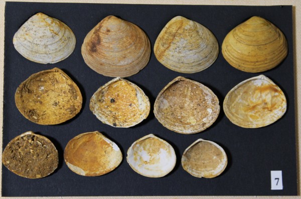 NHM-FT.7__-2016 image NHM-FT.7__-2016