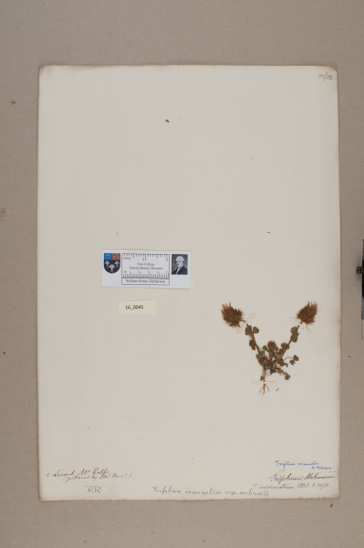 NHM_HH_16.45-2010 image NHM_HH_16.45-2010