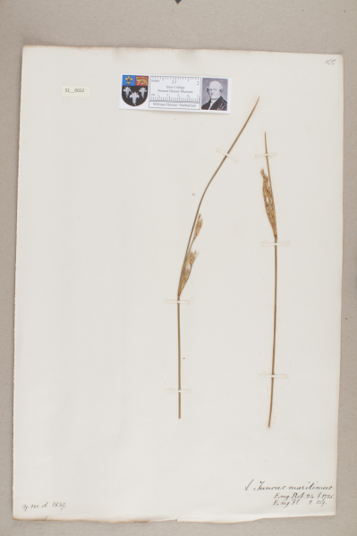 NHM_HH_31.22-2010 image NHM_HH_31.22-2010