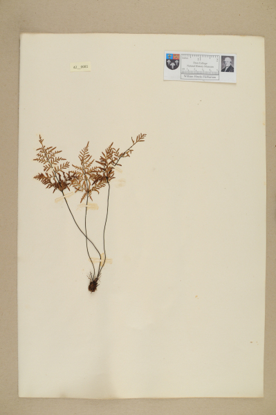 image NHM_HH_42.81-2010