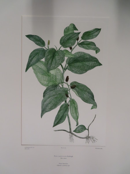 image FDA-E.2916_18_11-2016-A