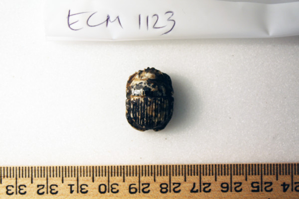 ECM.1123-2010-A image ECM.1123-2010-A