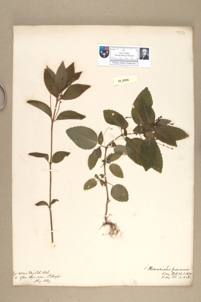 NHM_HH_18.6-2010 image NHM_HH_18.6-2010