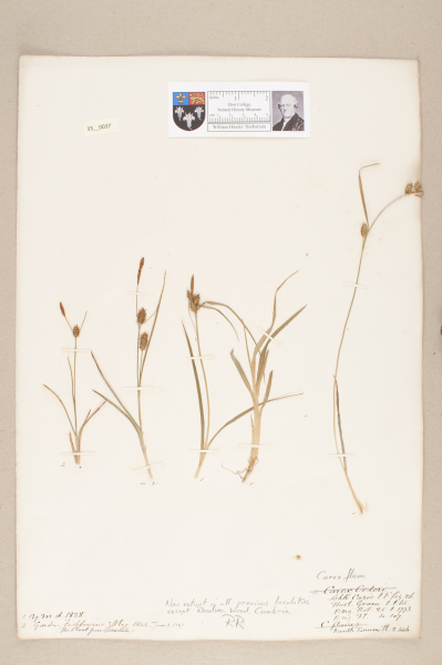 NHM_HH_33.37-2010 image NHM_HH_33.37-2010