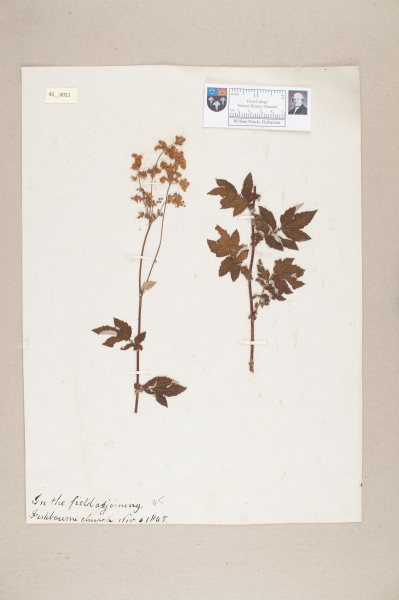 NHM_HH_45.11-2010 image NHM_HH_45.11-2010