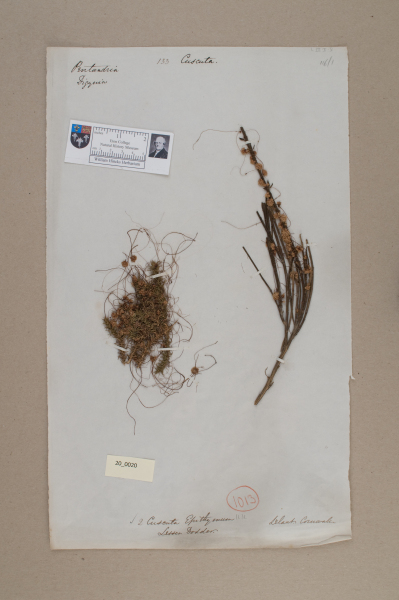 NHM_HH_20.20-2010 image NHM_HH_20.20-2010