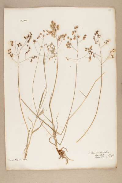 NHM_HH_34.43-2010 image NHM_HH_34.43-2010