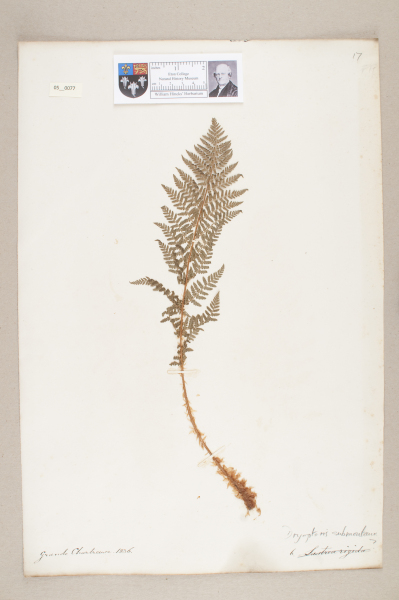 NHM_HH_5.77-2010 image NHM_HH_5.77-2010