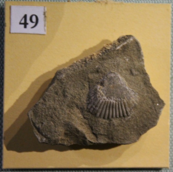 NHM.510-2017 image NHM.510-2017