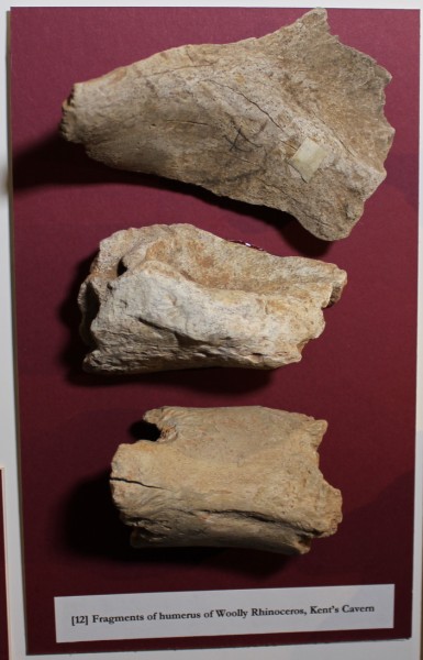 NHM.183-2016 image NHM.183-2016