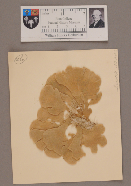 NHM_HH_1.26-2010 image NHM_HH_1.26-2010