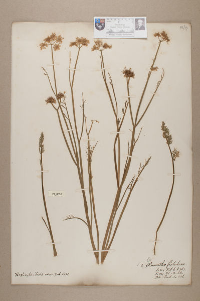 NHM_HH_21.52-2010 image NHM_HH_21.52-2010