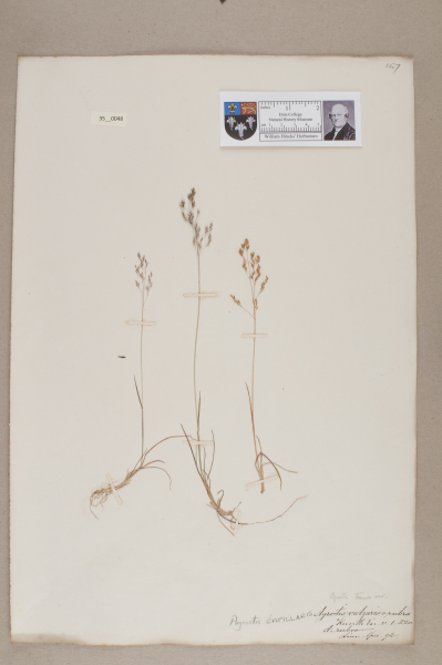 NHM_HH_35.48-2010 image NHM_HH_35.48-2010