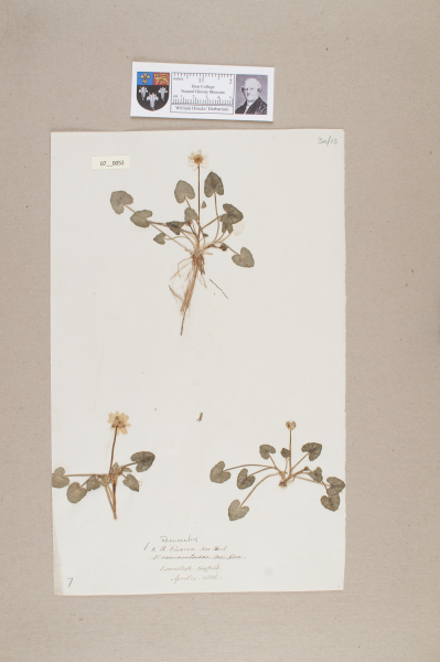 NHM_HH_7.52-2010 image NHM_HH_7.52-2010