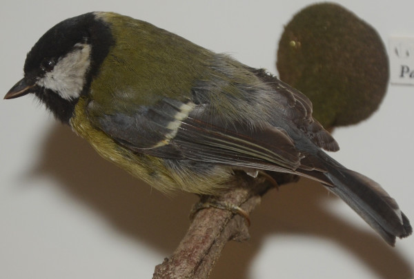 NHM_148_2016 image NHM_148_2016