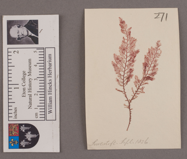 NHM_HH_1.271-2010 image NHM_HH_1.271-2010