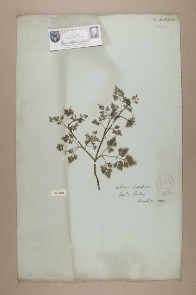 NHM_HH_21.62-2010 image NHM_HH_21.62-2010