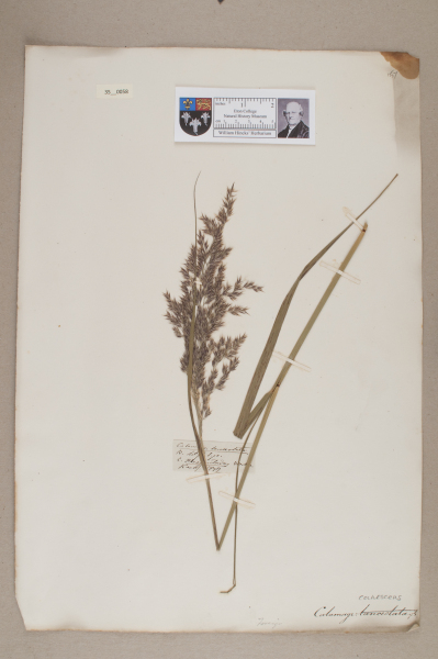 NHM_HH_35.58-2010 image NHM_HH_35.58-2010